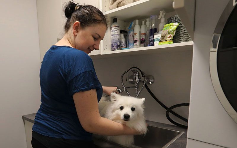 Hund blir vasket i hundedusj på vaskerommet