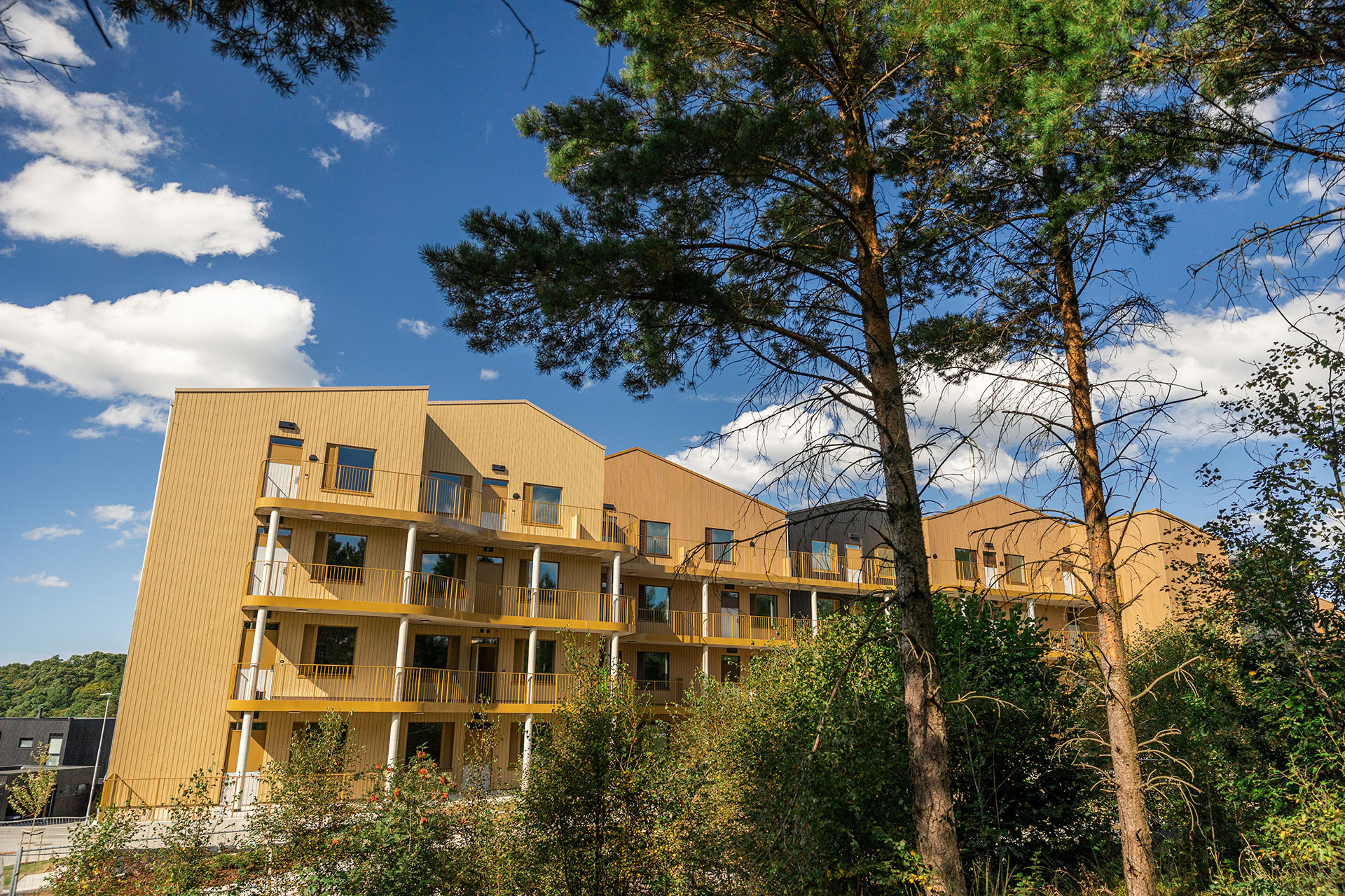 Skogens-ro-sett-fra-skogen